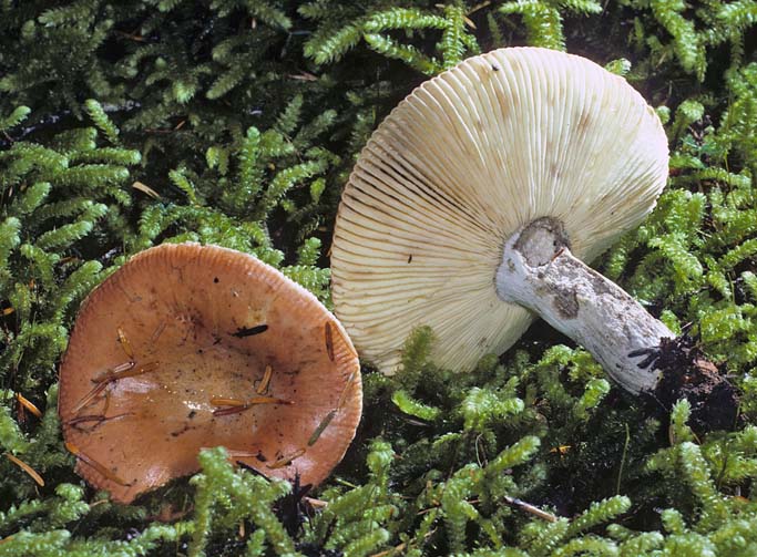 Russula decolorans